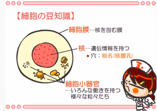 医薬 医学翻訳の独学 Web玉塾 がおすすめすぎる Your Note